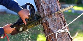 Best Tree Mulching  in Wildewood, MD