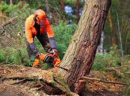 Best Tree Fertilization  in Wildewood, MD
