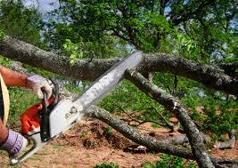 Best Emergency Tree Removal  in Wildewood, MD