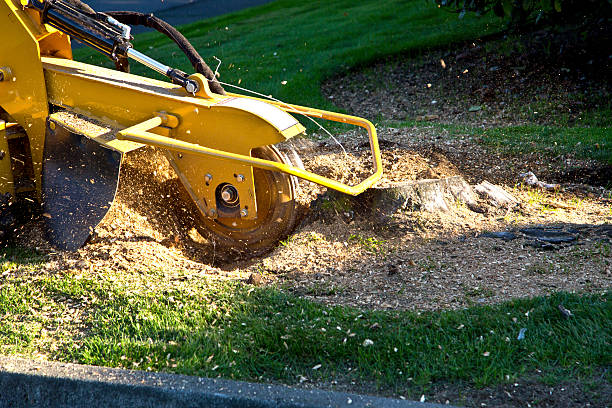 Best Fruit Tree Pruning  in Wildewood, MD
