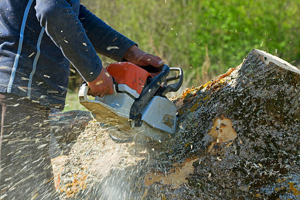 Reliable Wildewood, MD Tree Removal Solutions